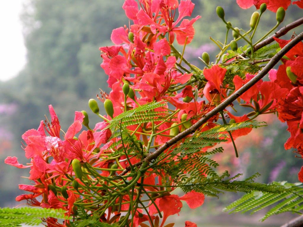 Cập nhật với hơn 98 hình hoa phượng mới nhất - thtantai2.edu.vn