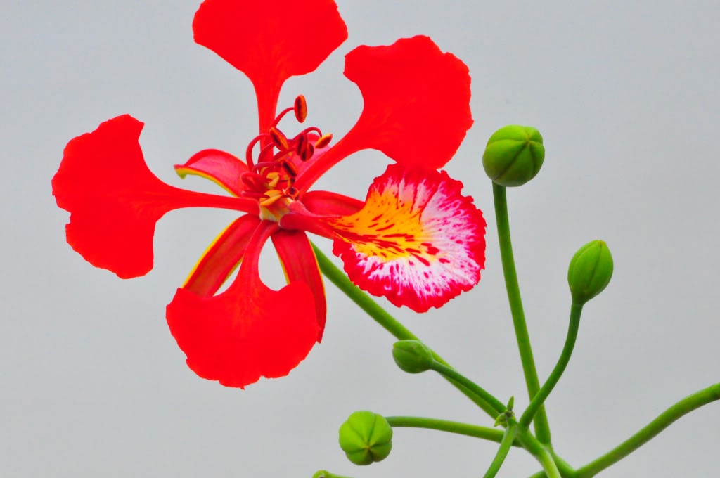 Hoa Phượng Đỏ: Loài Cây Gắn Liền Với Từng Thế Hệ Học Sinh - Dịch Vụ Đặt Xe  Vip
